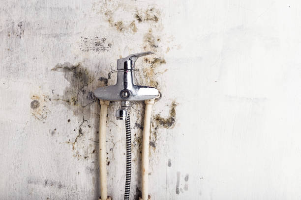 Best Kitchen Mold Remediation in East Setauket, NY