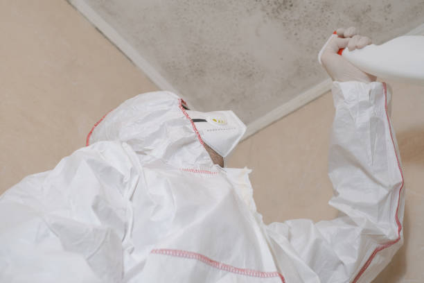 Best Mold Testing and Inspection Services in East Setauket, NY